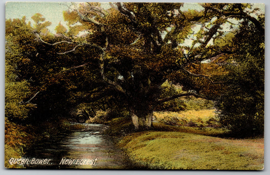 Antique Queen Bower, New Forest Postcard – Early 1900s Woodland Scene