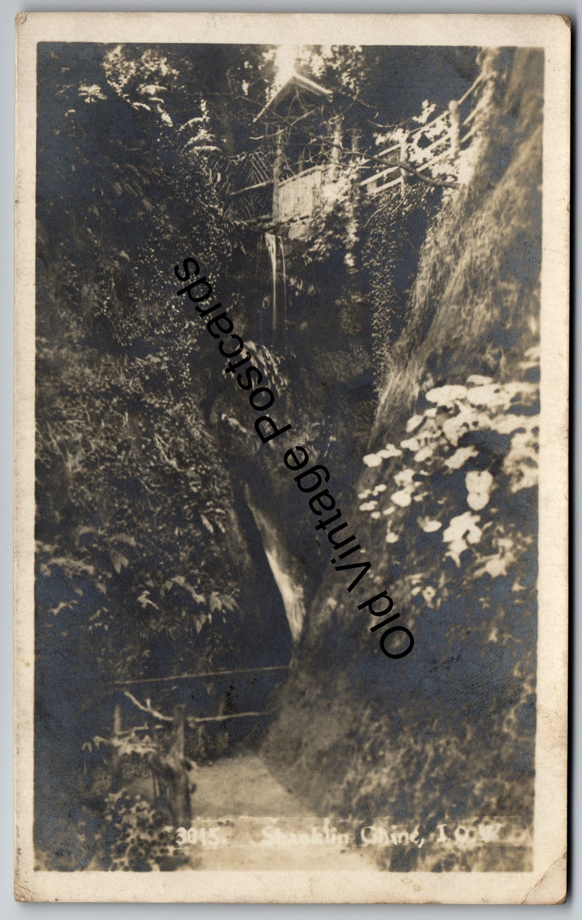 Vintage Postcard – Shanklin Chine, Isle of Wight – Vintage Photographic View