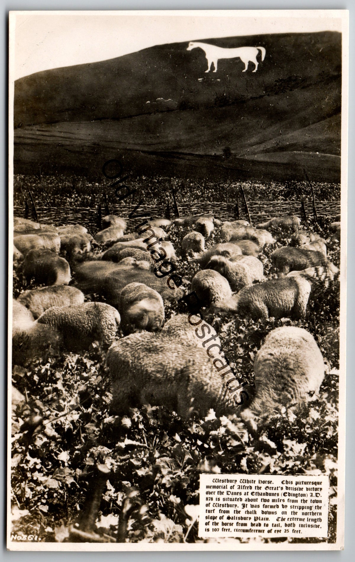 Vintage Postcard – Westbury White Horse, Wiltshire – Sheep in the Foreground