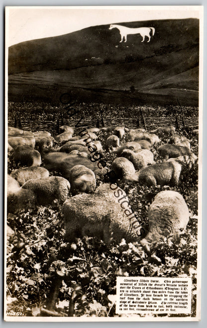 Vintage Postcard – Westbury White Horse, Wiltshire – Sheep in the Foreground