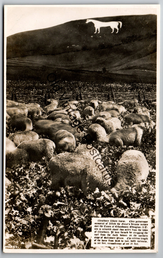 Westbury White Horse, Wiltshire – Sheep in the Foreground old vintage postcard
